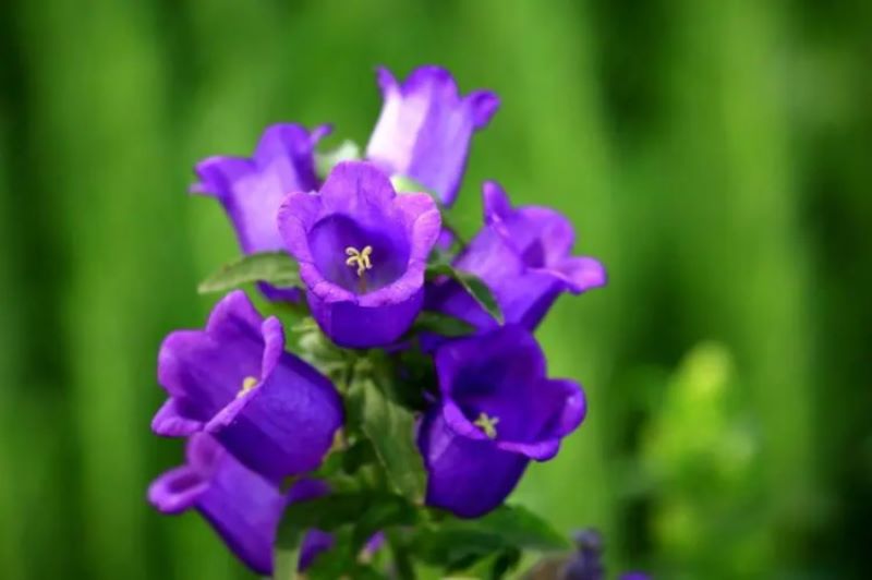 风铃草的花语 风铃草的传说「风铃草的花语和传说」